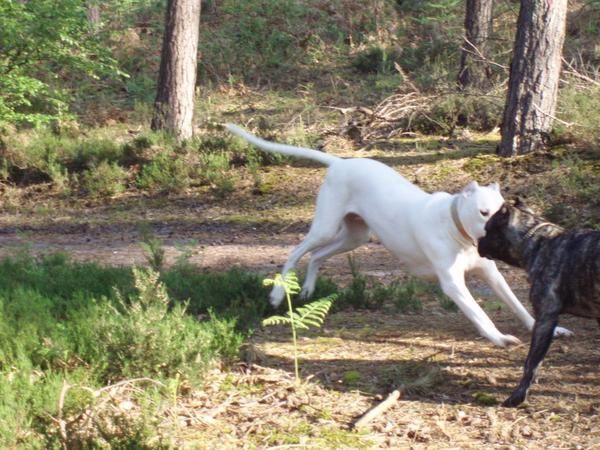 Dogue Argentin et Dogo Canario