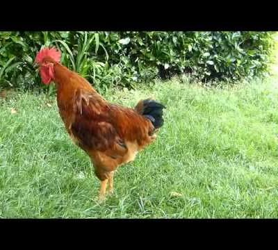 Un coq au salon de l'agriculture ...