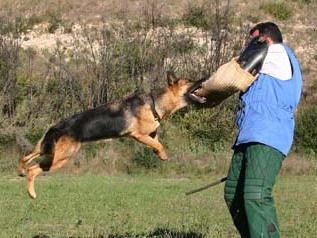 Comment dresser un chien qui aboie