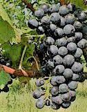 #Lemberger Producers Washington Vineyards