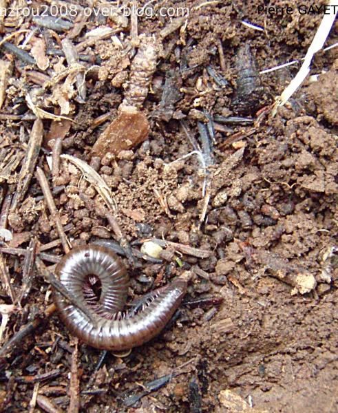 Photos d'insectes et autres bestioles croisées dans la journée, généralement en forêt d'Azrou dans les montagnes du Moyen-Atlas au Maroc... scorpions, araignées, fourmis, ânes, papillons, abeilles ou cigales sont présents dans cet album