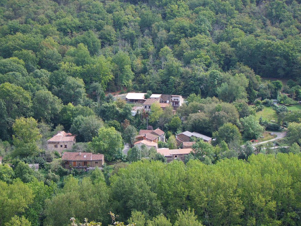 Hameau de Longouyrou, Coteaux de grés ou pousse la Filaire à large feuille (Philyrea latifolia). Ph C. Conrad