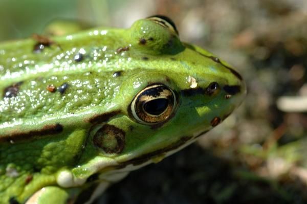 Photos d' animaux&nbsp; prises dans le Parc Naturel de la For&ecirc;t d'Orient