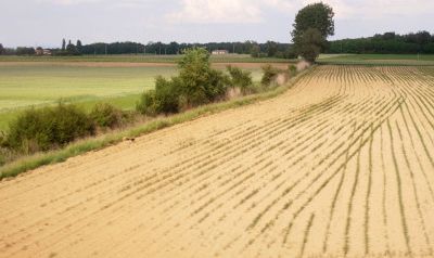 L'Etat fait un premier pas pour venir en aide aux agriculteurs sinistrés par la sécheresse
