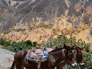 Colca Canyon : Day 1