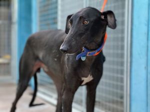 tres jeune galgo de 1an robe noire a adopter a l'association sos chiens galgos