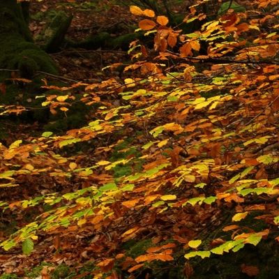 Sous bois en Octobre