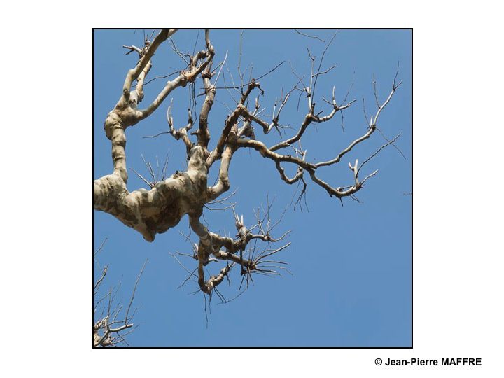 Le ciel est bleu, profitons en pour contempler les formes épurées que nous offrent les branches des arbres qui ont perdu leurs feuilles.