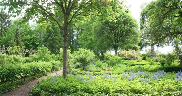 Tout un jardin de plantes de collection