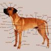 Anatomie du chien, toute mes connaissances