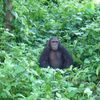 un regard de tche guevara...les chimps de papaye france vont très bien et vous ?