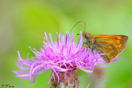 Photo macro d' une trompe de papillon sylvaine en pleine action, objectif macro Sigma 150 mm macro f:2.8