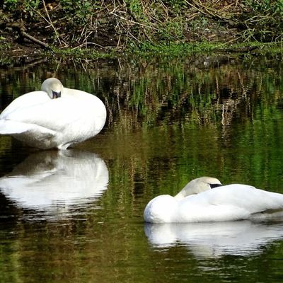 2 Cygnes endormis et 2 cygnes se regardant dans l'eau...