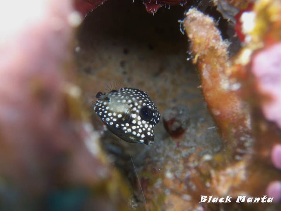 Album - Cozumel-02-2013