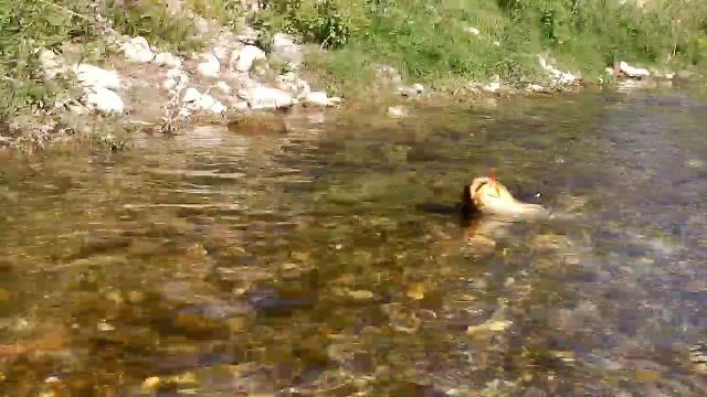 Une série de photos de carpes prise a la mouche