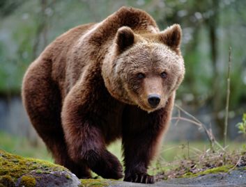 Un Ours : Oui ! ... mais pas un sauvage pour autant.