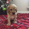 Adorable Puppy dogs for sale