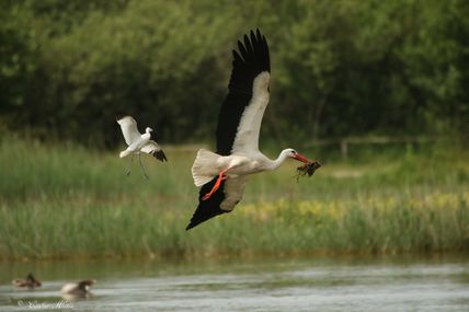 Avocette élégante (Recurvirostra avosetta) et Cigogne blanche (Ciconia ciconia)