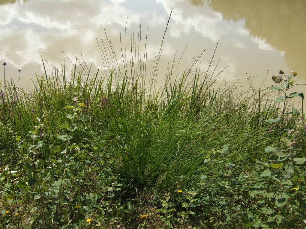 VANNERIE : plantes des marais