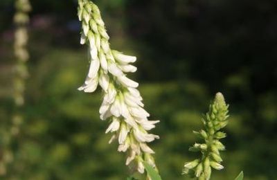 Jolie inflorescence blanche marocaine