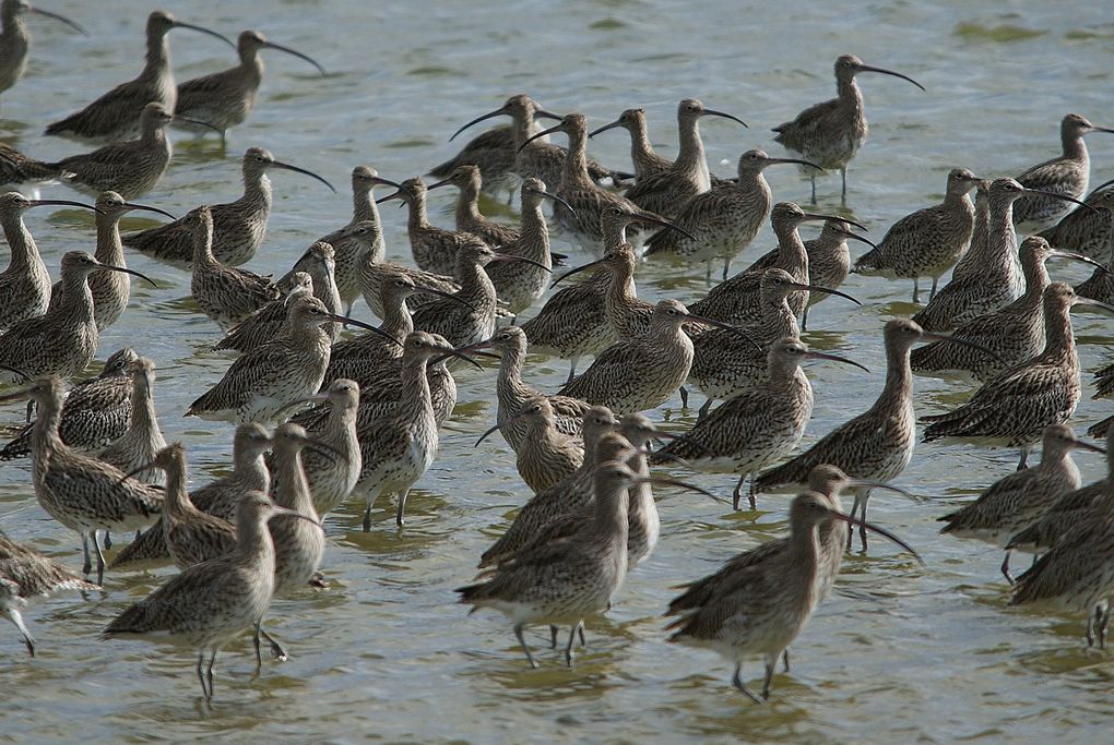 Album - Oiseaux-des-marais