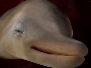 Ecographie D Un Dauphin Le Quotidien Des Animaux