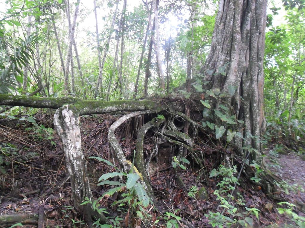 Bosque de Pacoche (28 septembre)