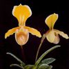 PAPHIOPEDILUM HELENAE