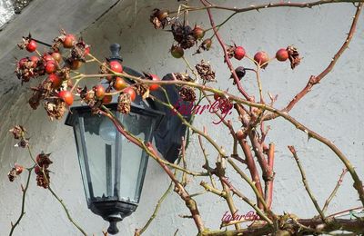 En cette fin d'automne.....