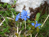 Sur le sentier qui descend la Combe de Borderan, des gentianes bleues et un chamois.