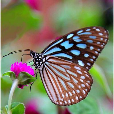 Les papillons - Tirumala