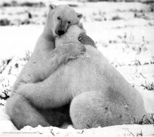 Images d'ours polaire