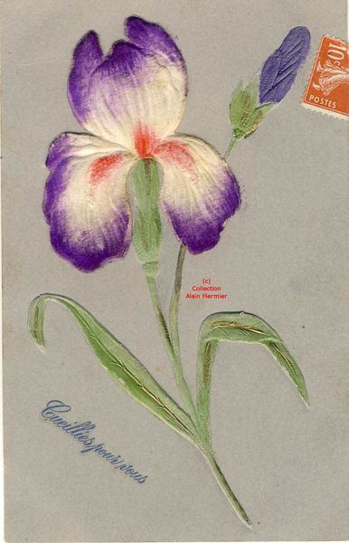 Iris -2270- Cueillies pour vous. Soie. France. 1908.