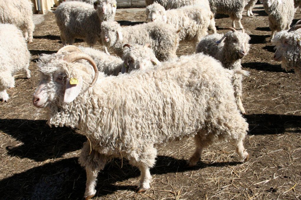 Belbèze-en-Comminges - Tourtouse excursion avec les Cheveux d'Argent de Salies-du-Salat