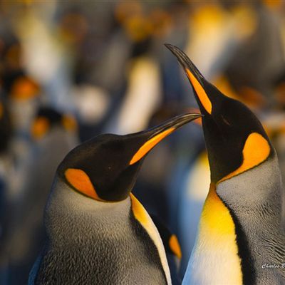 Pingouins - Antarctique - Photographie - Wallpaper - Free