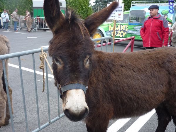 La foire aux ânes , Moyaux (Camping-car-club-Beauce-Gâtinais)