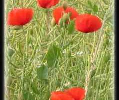 Roter Mohn