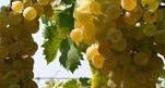 #Garganega Producers Australia Vineyards 