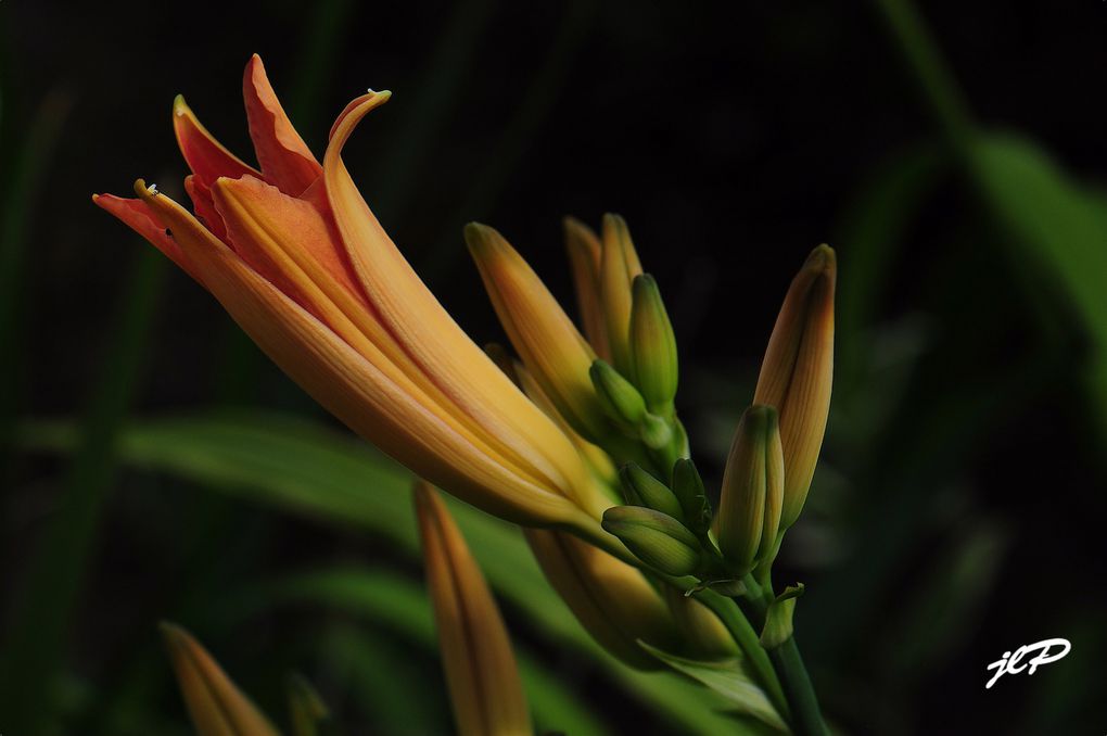 mes photos de fleurs