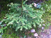 Genêt à balai, sapin et Vaccinium myrtillus (les myrtilles bien de chez nous)