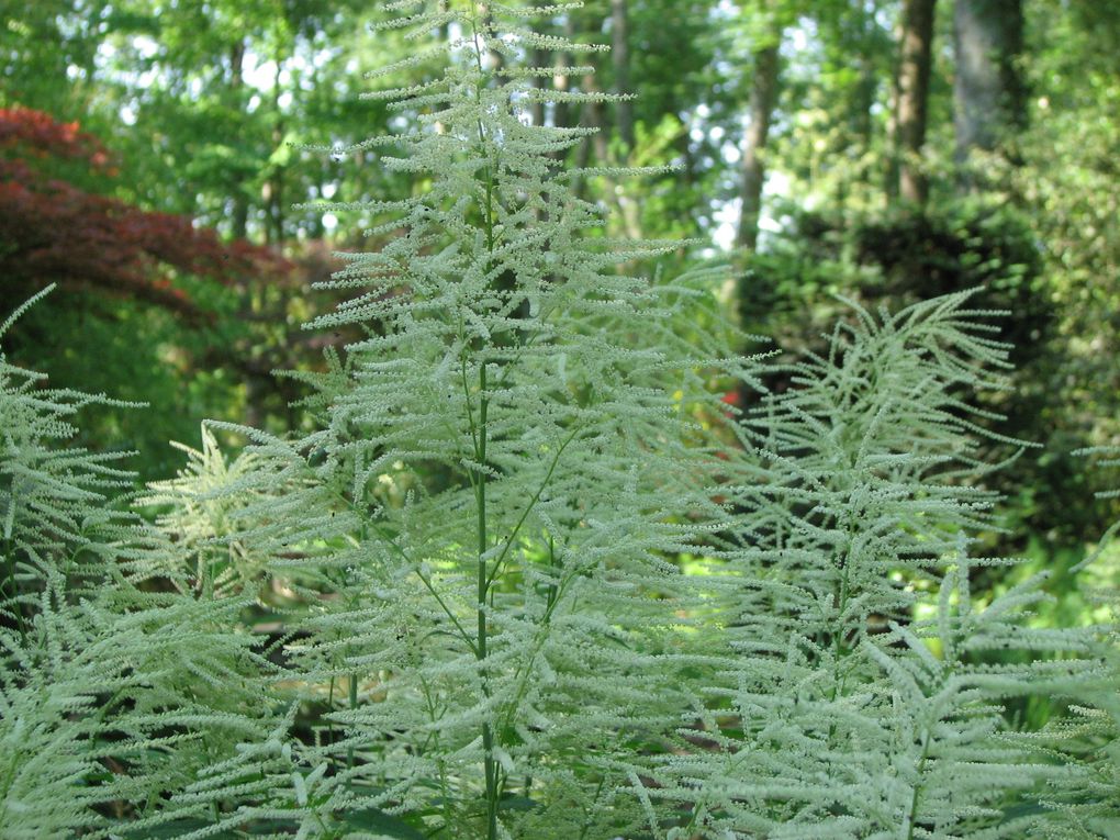 Album - Arboretum-des-Pres-des-Culands