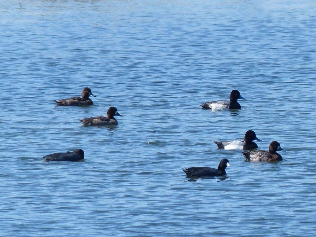 Oiseaux d'Amerique du Nord et Centrale 