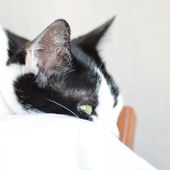 J'ai adopté un chat dans un refuge : l'histoire de Sacha