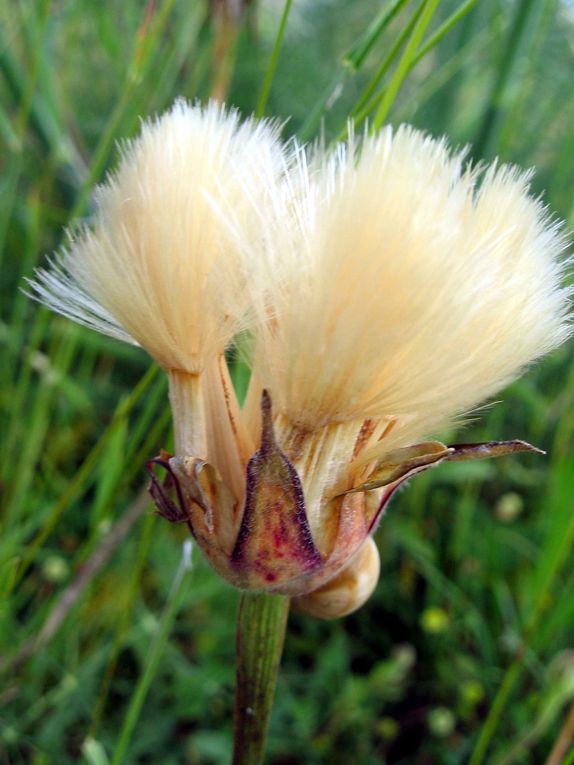 Photos diverses de fleurs et plantes de mon jardin, pour la plupart... en toutes saisons.