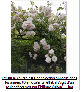 Mon rosier :‘Fifi sur la volière’ au jardin Le Clos fleuri à Chabeuil 