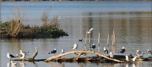 Lacs de Grigny et de Viry (04/12/2016)