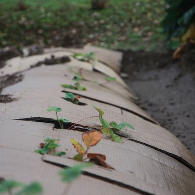 Plantation des fraises et aromatiques