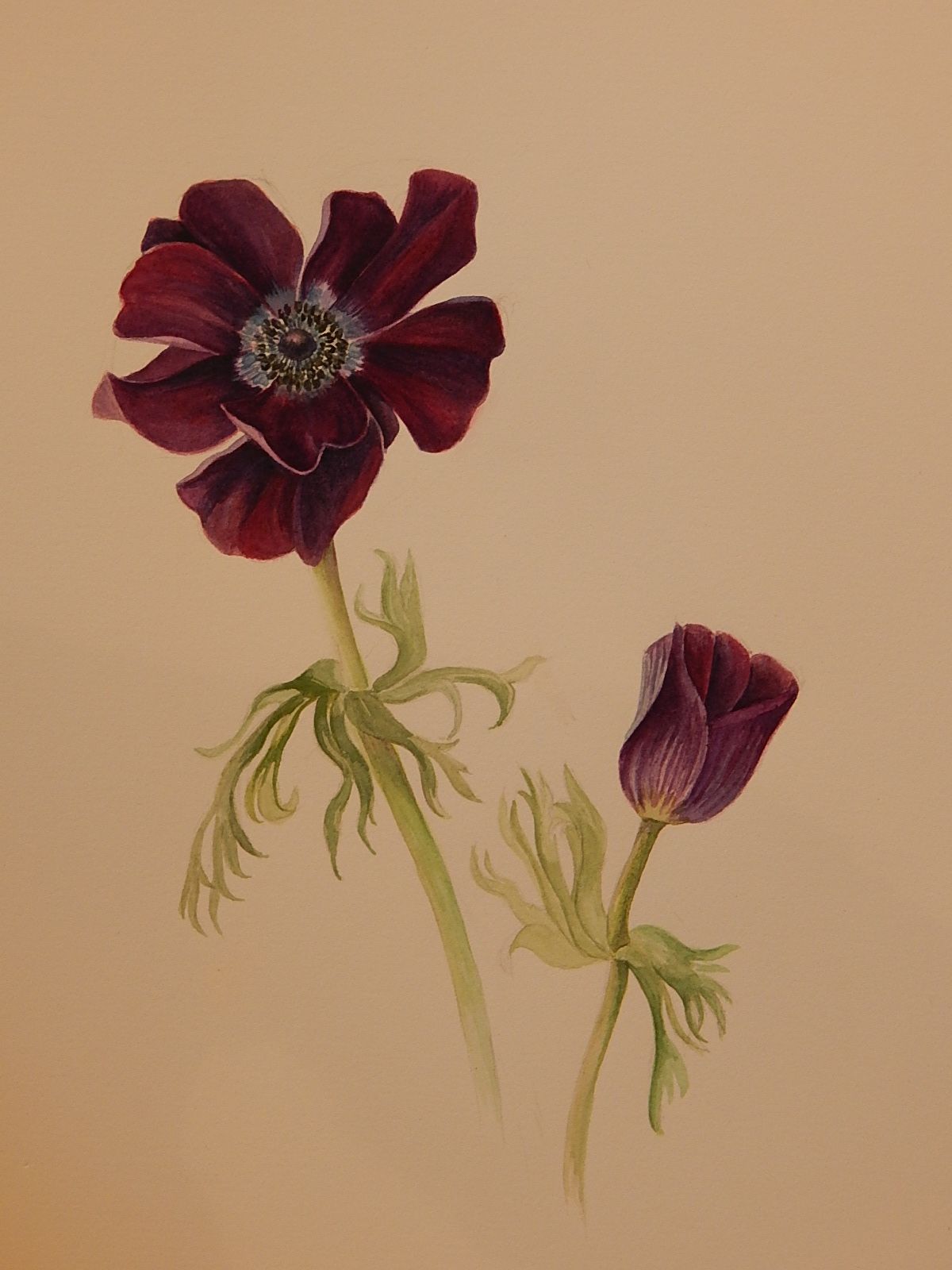 ANEMONE DES FLEURISTES - Aquarelle, jardin et autres rêves...