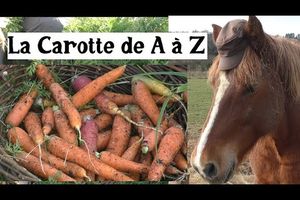 La Carotte de A à A (presque) !