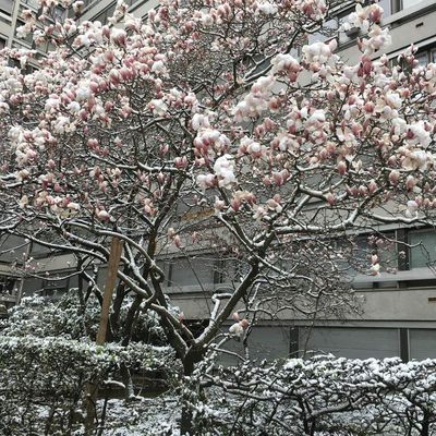 Magnolia en fleurs, tiens il est enneigé.